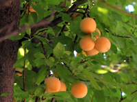 Fruit Tree Fruit Tree