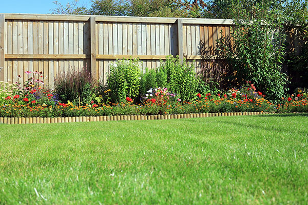 Adams Gardens Shrubs and Mums At Home Along Fence