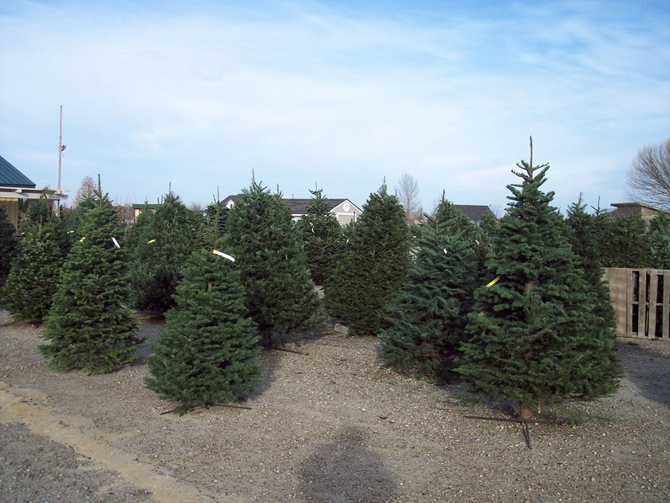 Christmas Trees - Live, Potted and Fresh Cut