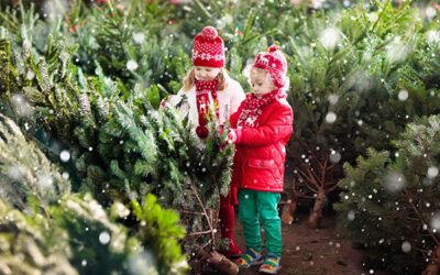 The Mythological Tradition and Symbolism of Christmas Trees