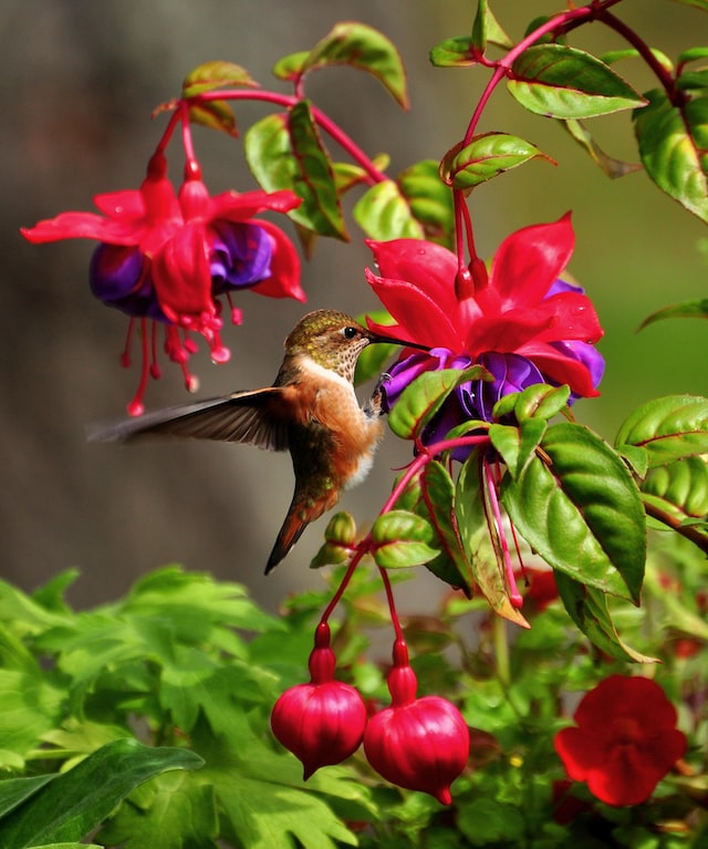 Hummingbird feeding Fushia flower in Nampa, ID