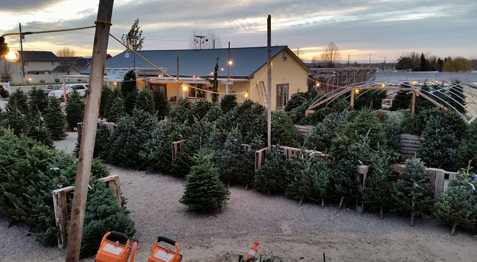 Christmas Trees on Sale at Adams Gardens in Nampa, Idaho