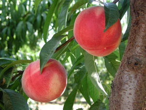 Backyard Orchard Peaches | Adams Gardens | Nampa Idaho