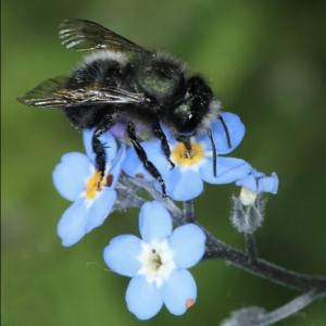 Orchard Mason Bee - Nampa Idaho - Adams Gardens