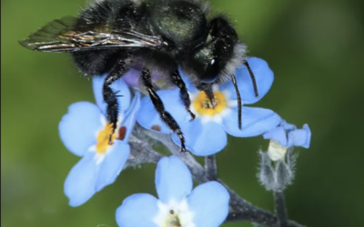 Which Bees are Best for Pollinating Early Blooming Flowers, Trees and Shrubs?  The Orchard Mason Bees