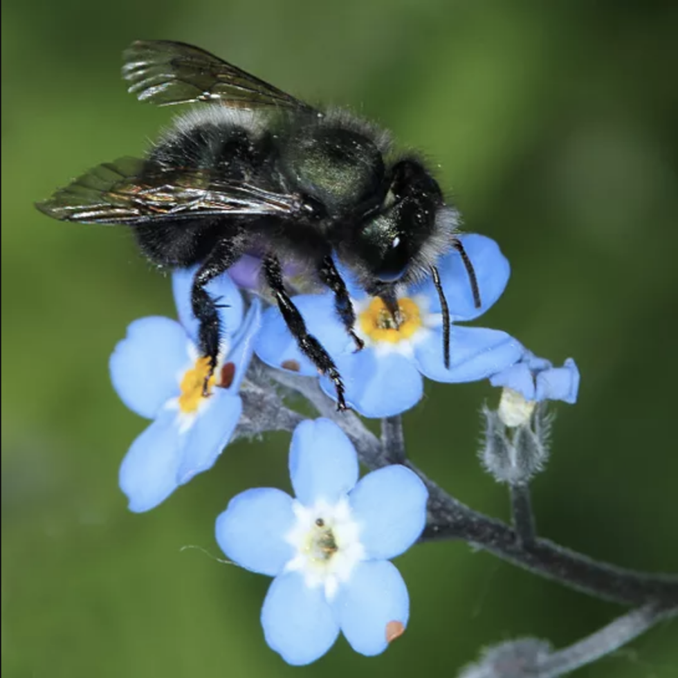 Which Bees are Best for Pollinating Early Blooming Flowers, Trees and