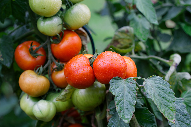 Growing Tomatoes Image