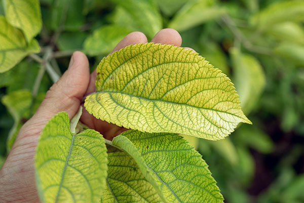 Preventing and Treating Chlorosis