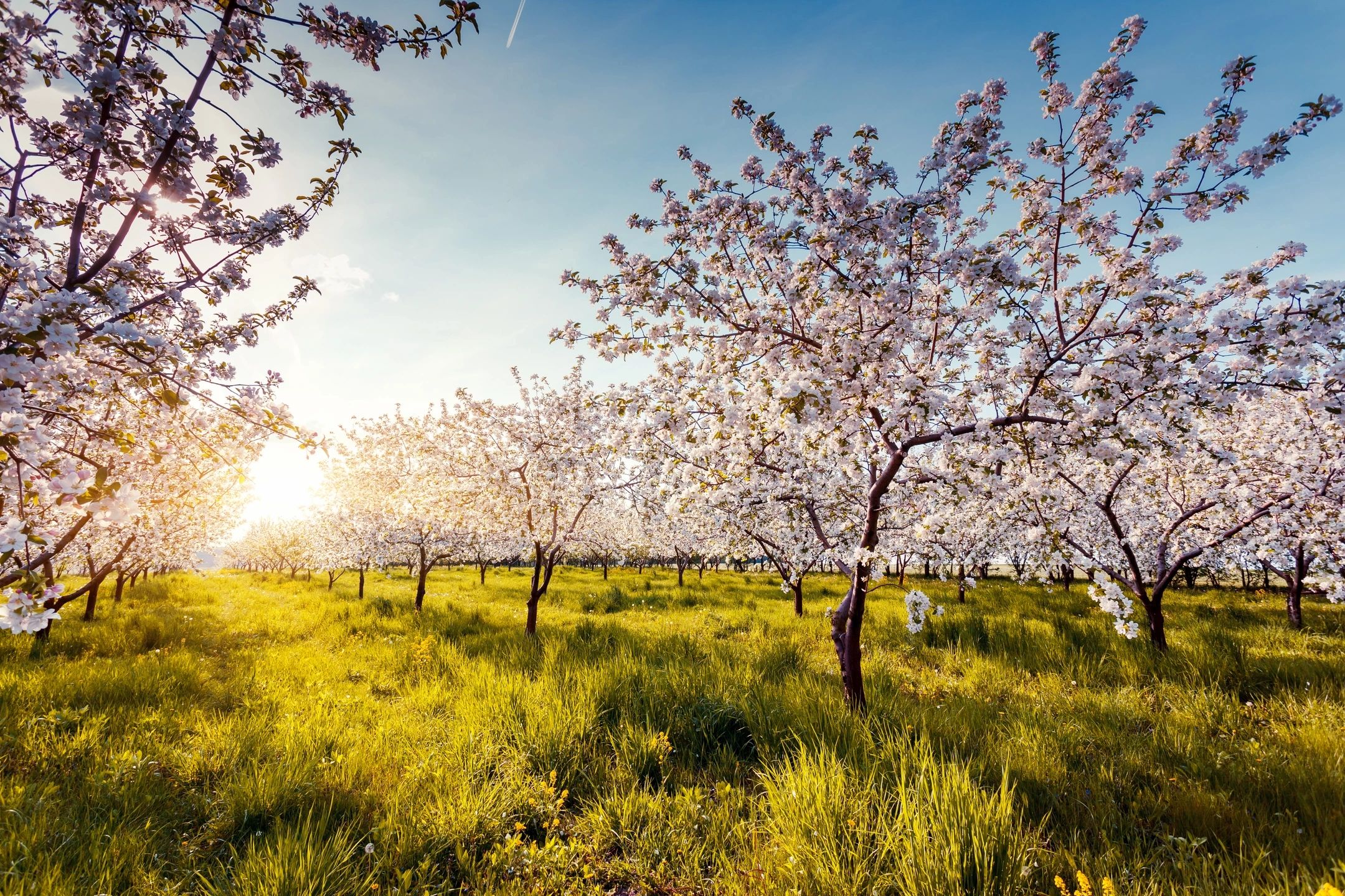 What is Arbor Day and Why Should We Plant Trees?