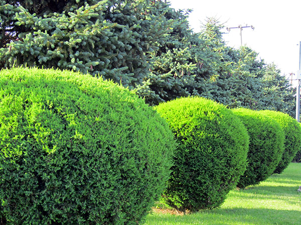 A,Row,Of,Spherically,Trimmed,Lush,Juniper,Shrub,Hedges,Growing