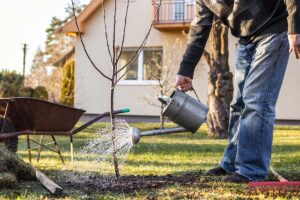 Watering Trees During a Dry Season - Adams Gardens - Nursery, Nampa, Idaho
