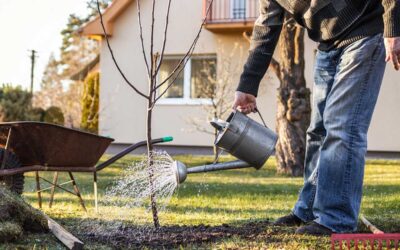 How to prepare your lawn, trees and landscaping for dry weather