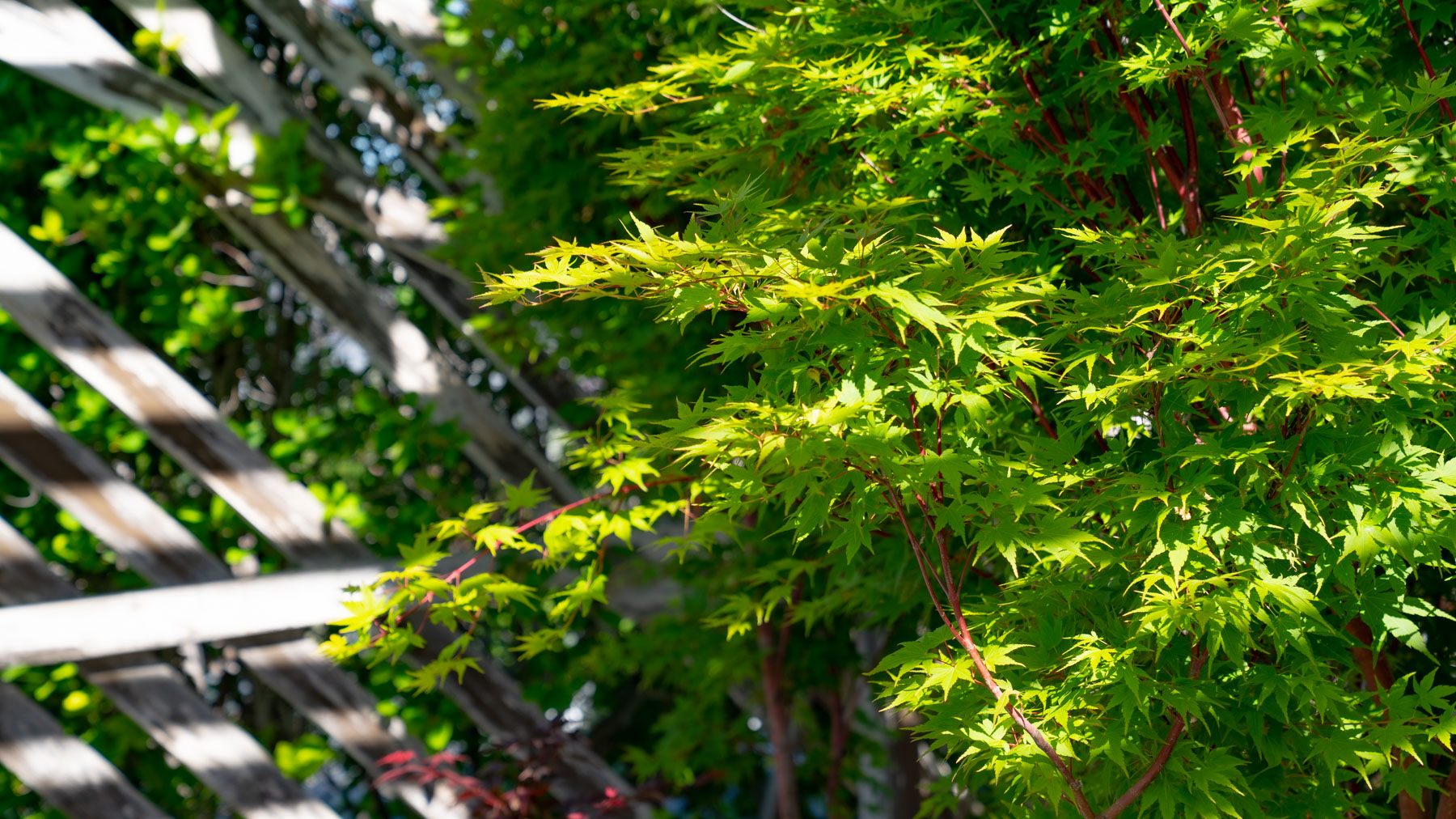 Oak,Tree,Leaves,In,Forest