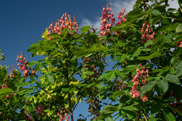 Best Trees and Shrubs to Plant in the Treasure Valley