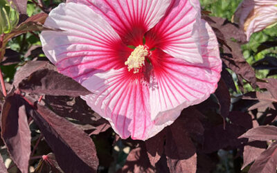 The Hardy Hibiscus