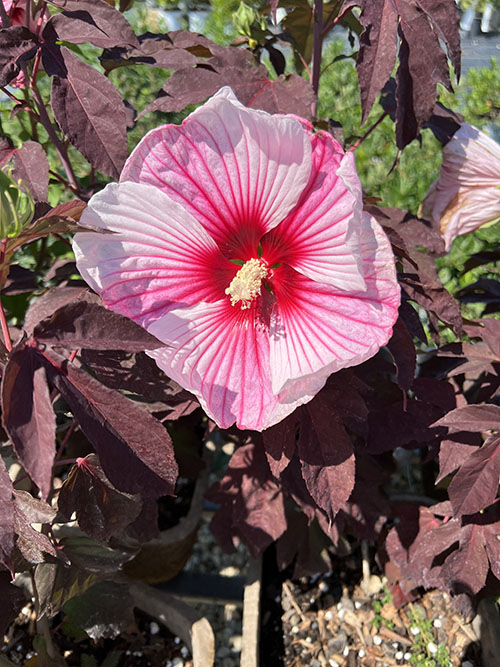 The Hardy Hibiscus