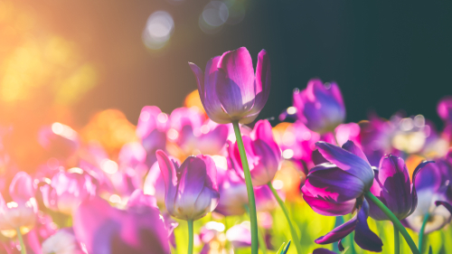 Group,Of,Colorful,Tulip.,Purple,Flower,Tulip,Lit,By,Sunlight.