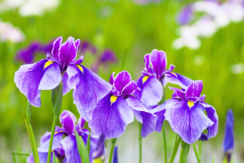 Close,Up,Of,Purple,Japanese,Iris,Flowers