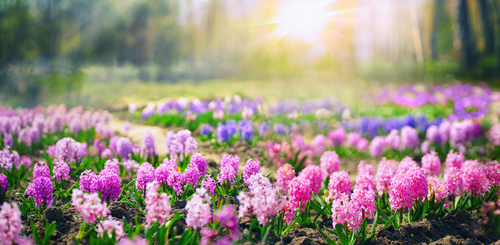 Spring,Glade,In,Forest,With,Flowering,Pink,And,Purple,Hyacinths