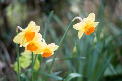 Daffodils,In,The,Spring,Sun