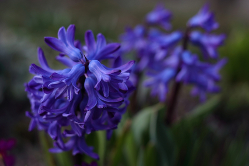 Violet,Hyacinth,(hyacinthus,Orientalis),Blooms,In,The,Garden,In,May.