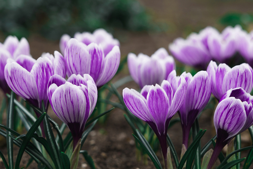 Purple,Crocus,Flowers,In,Spring.,High,Quality,Photo