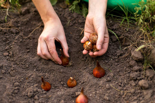 Planting,Flower,Bulbs,(tulip),In,The,Garden,In,Autumn