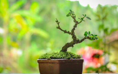 Bonsai! A Beginners Guide to Cultivating and Growing your Own Bonsai Tree.