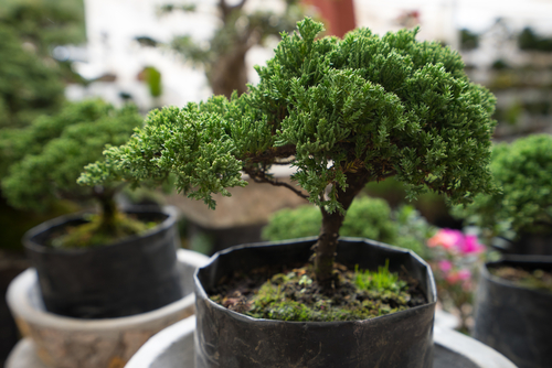 Bonsai! A Beginners Guide to Cultivating and Growing your Own Bonsai Tree.  - Adams Gardens - Full service nursery and garden center - Nampa, Idaho