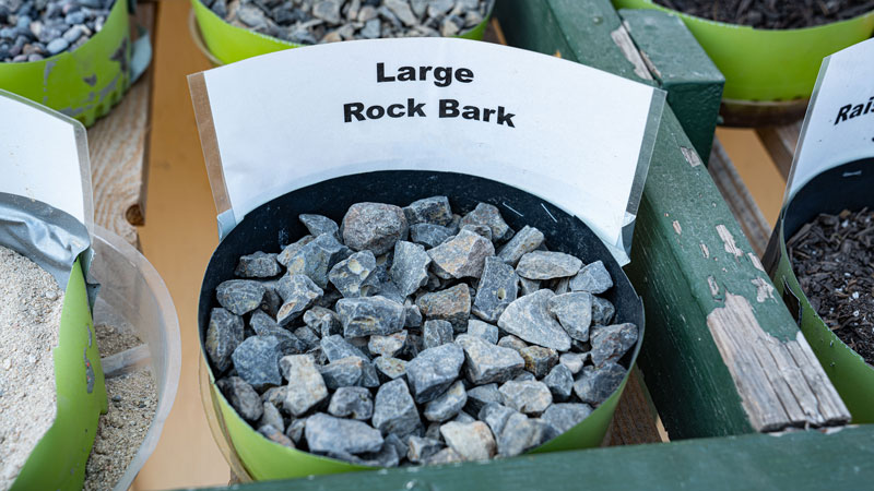 Large-Rock-Bark-evergreen