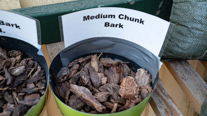 Medium-Chunk-Bark-evergreen