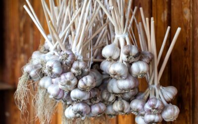 Garlic Growing, Harvesting, Curing, and Storing