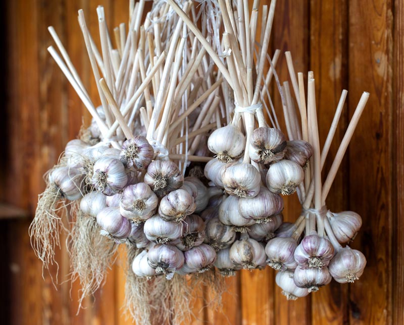 Garlic Growing, Harvesting, Curing, and Storing - Adams Gardens - Full ...