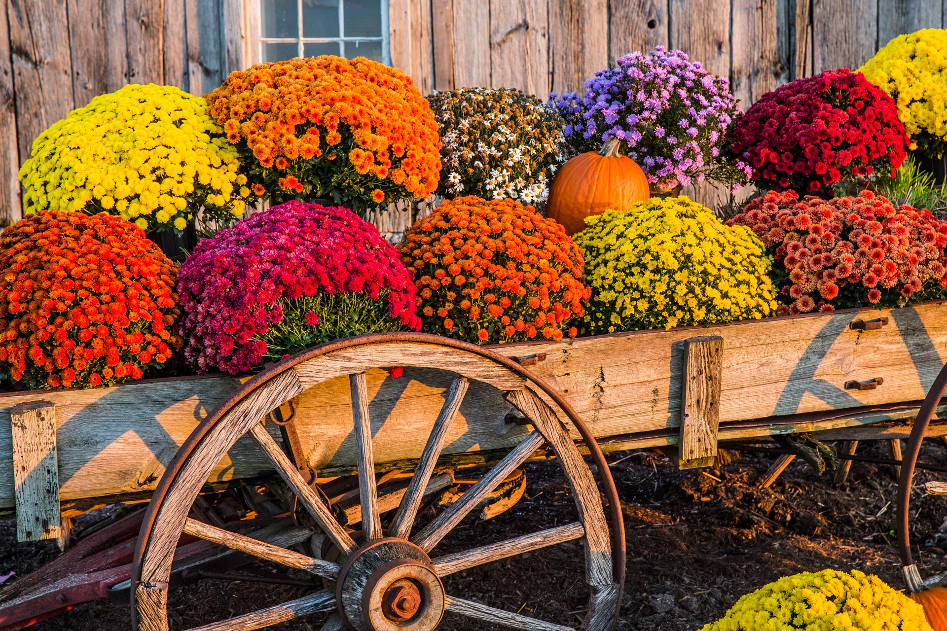 Hardy Mums at Adams Gardens in Nampa, Idaho