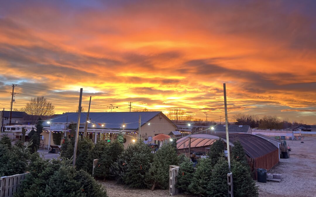 Christmas Trees in Nampa