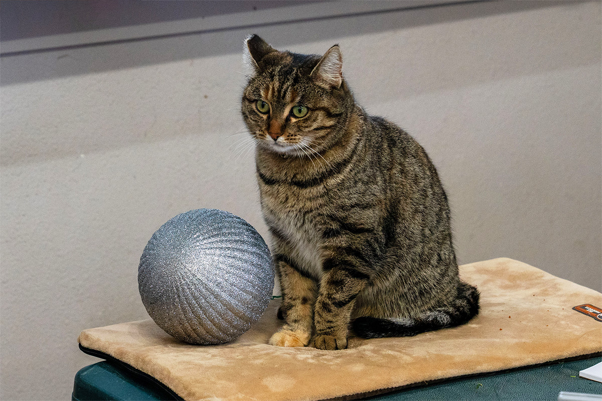 Lucy the Cat at Adams Garden in Nampa, Idaho