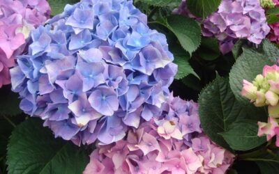 5 Types of Hydrangeas and How to Tell Them Apart