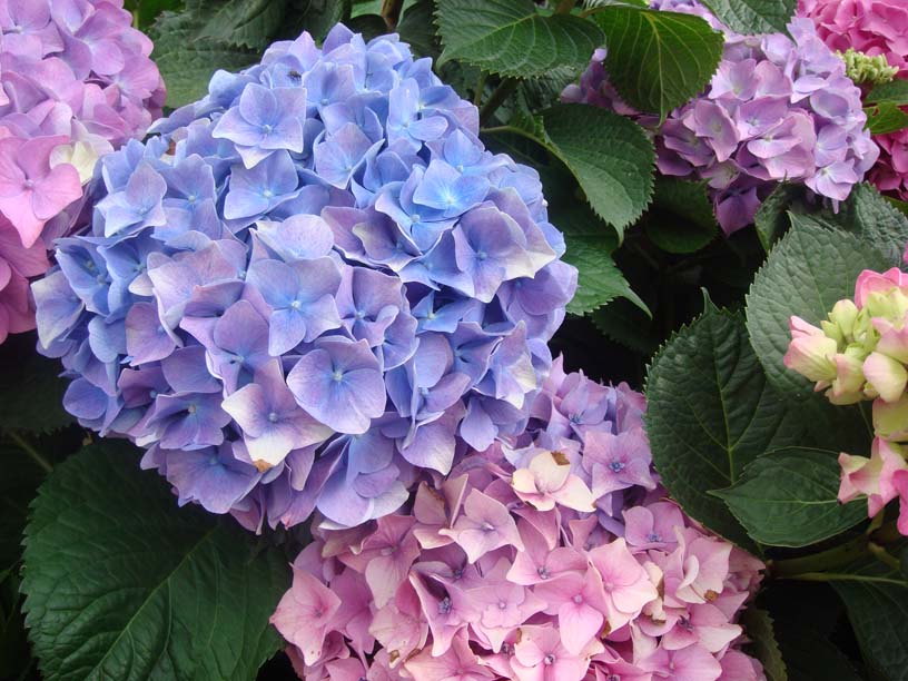 Hydrangeas available at Adams Gardens in Nampa, Idaho