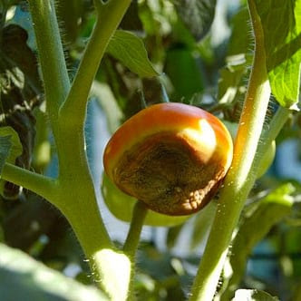 Blossom End Rot on Tomato