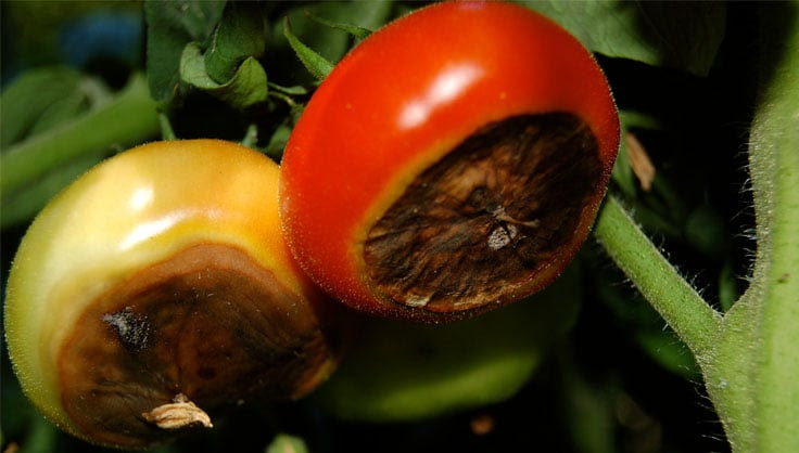 Tomato Bottom Rot Solutions At Adams Gardens in Nampa, Idaho