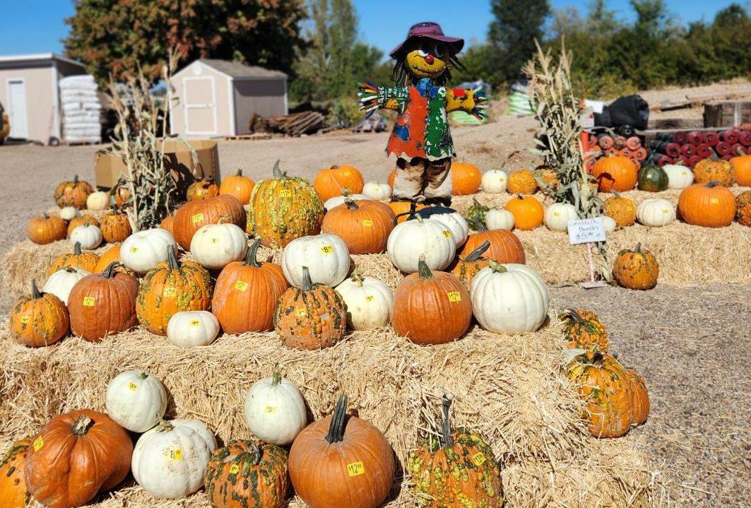 Pumpkins at Adams Gardens in Nampa, Idaho