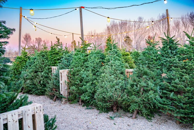 Live Christmas Trees at Adams Gardens in Nampa, Idaho