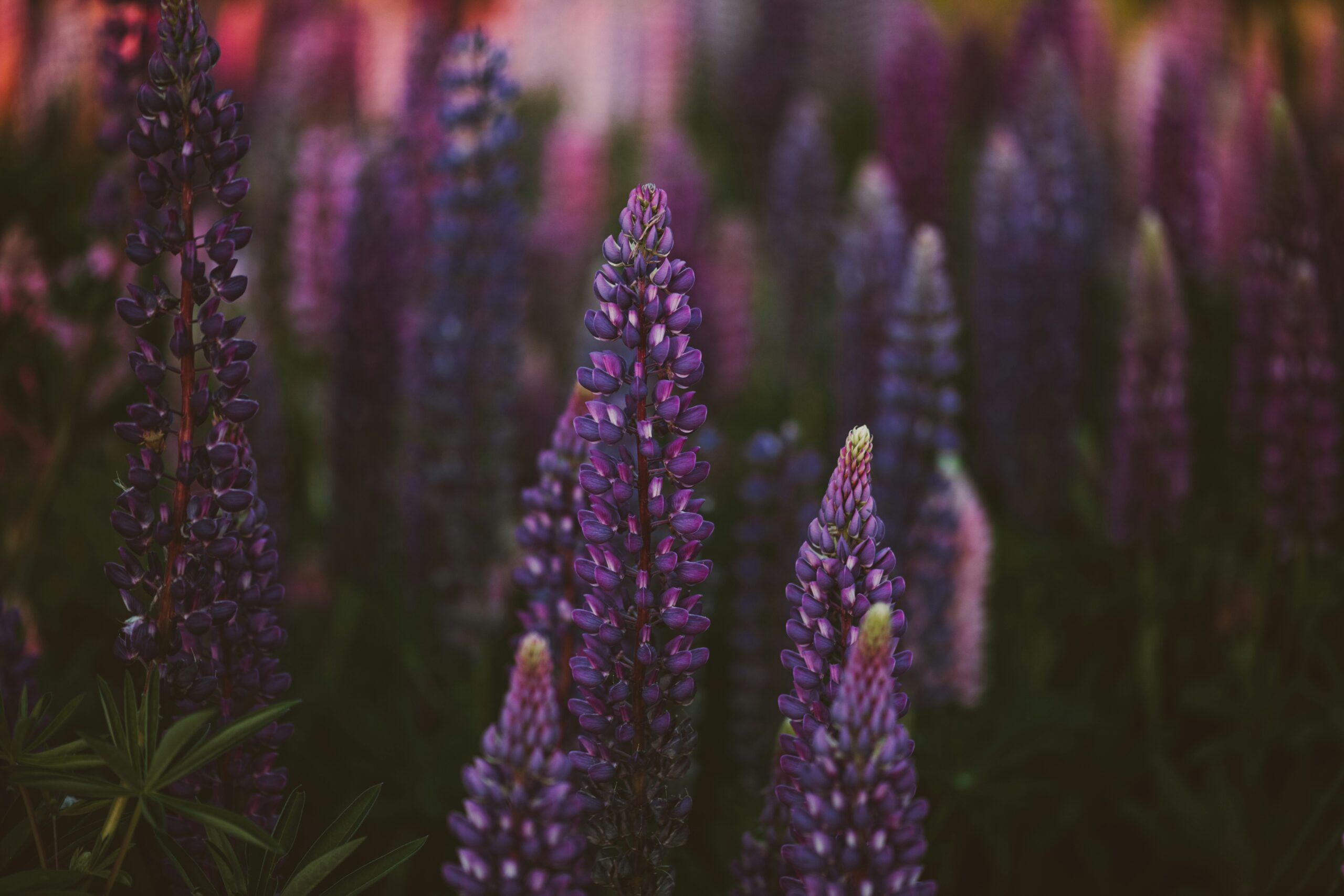 anita-austvika-xFaWBWtoRzw-unsplash