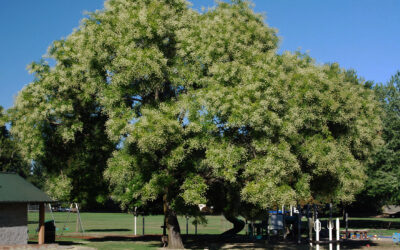 April: Japanese Pagoda Tree