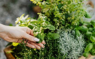 Boise Spring Herbs and Veggies Planting Guide