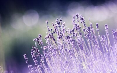 Boise Spring Flowers Planting Guide