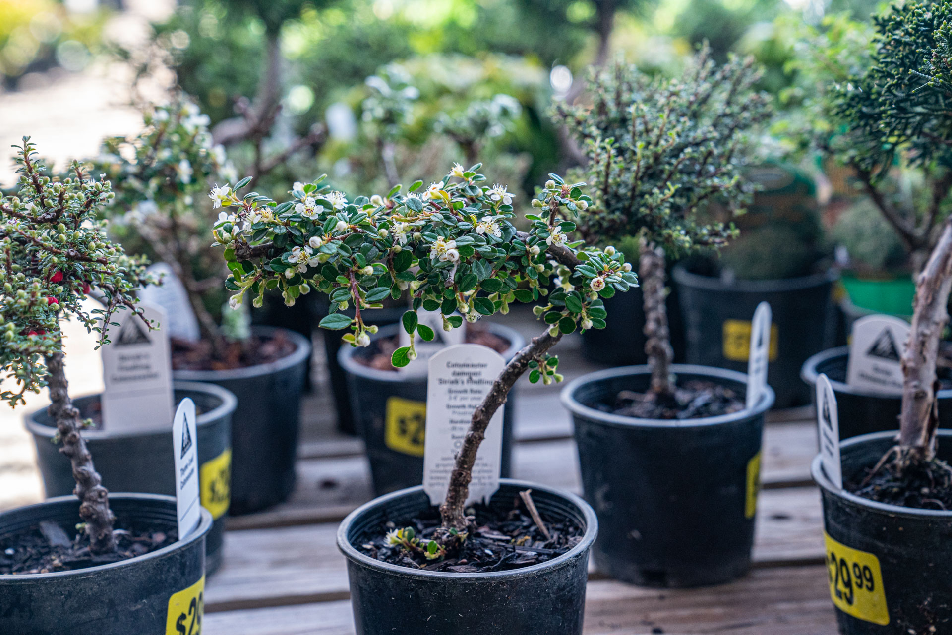 Adams Gardens Spring-Summer 2023 - 159 Bonsai plants available at Adams Gardens in Nampa, Idaho