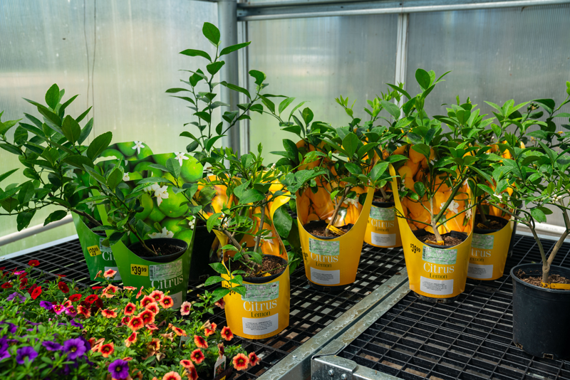 DSC07371_small citrus fruit trees available at Adams Gardens in Nampa, Idaho