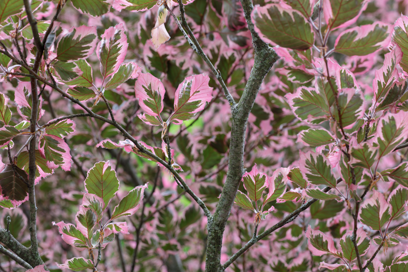 Tri color beech trees available at Adams Gardens