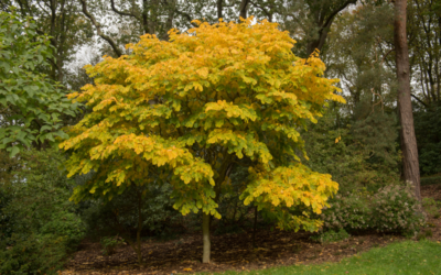 May: Yellowwood Tree